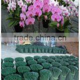 Chinease Factory Produce Color Skewer thumbnail-1