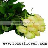 Supply High Quality Fresh Cut Red Color Rose Flowers Natural Rose Flowers Vendela Rose With 0.8_1.2kg/bundle From Kunming Ecuado thumbnail-4