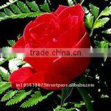 High Quality Fresh Indian Rose Oil thumbnail-1