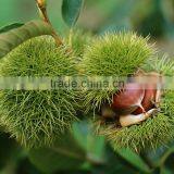 2016 Raw Fresh Chestnuts Sales Opening Booking Bulk Chestnuts thumbnail-4