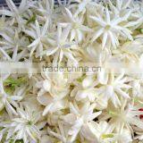 Jasmine Essential Oil 100% Natural |100% Pure Jasmine Oil | Ruh Chameli Oil thumbnail-4