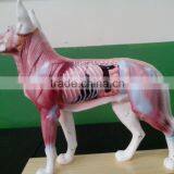 Verious Kind of Animal Model Chicken Anatomy Model