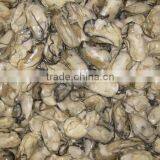 Sea Shell for Wholesale Frzoen Oyster Meat