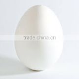 white shell chicken eggs bulk exporter