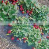 Agricultural Black PE Mulch Protective Plastic Film thumbnail-2