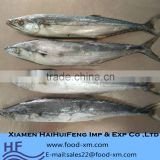 2016 Fresh catch spanish mackerel fish