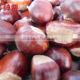 Fresh Chestnut thumbnail-5