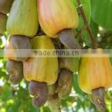 Good Bukina Faso raw cashew nuts