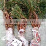 Pinus Thunbergii Parl. Black Pine Seedlings thumbnail-3