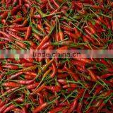 Fresh Red Chili