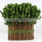 Preserved Boxwood Bundle thumbnail-1