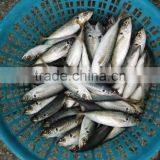 China-made Frozen Hot Sale Horse Mackerel Whole thumbnail-3