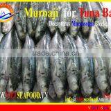 FROZEN MUROAJI FOR TUNA BAIT thumbnail-1