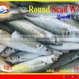 FROZEN ROUND SCAD WHOLE ROUND thumbnail-1