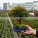Syzygium Buxifolium Bosnai Ball Shape thumbnail-1