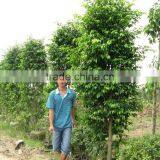 Ficus Benjamina thumbnail-4