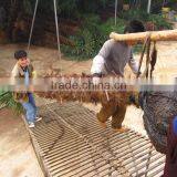 Trachycarpus Fortunei 4 Meter thumbnail-1