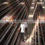 Best Selling Hen House Design With Full Automatic System thumbnail-6
