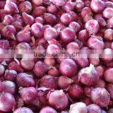 Red onion