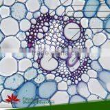 Microscope Plant Slides ,Corn Prepared Slides, ON SALE Prepared Slides thumbnail-3