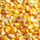 GOOD QUALITY INDIAN CORN YELLOW MAIZE thumbnail-1