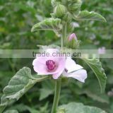100% natrual Althaea officinalis leaves /marshmallow leave extract powder in stock!