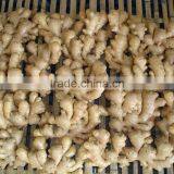 Ginger Type thumbnail-1