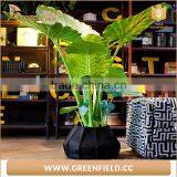 Fabric Polyester Grow Bag, Black Fabric Polyester Grow Bags thumbnail-4