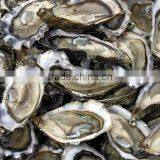 Korean Clean Waters Area Toyeong Fresh Live Pacific Oyster (Half Shell Oyster) thumbnail-3