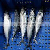 Seafrozen W/R Pacific Mackerel Fish Size 300-500 thumbnail-3