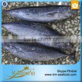 Fresh Whole Frozen Bullet Tuna thumbnail-1