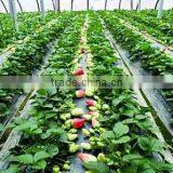 Single Span Plastic Film Agricultural Greenhouses for Vegetable thumbnail-2