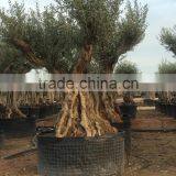 Olive Tree - Olea Europaea Regional Ejemplar thumbnail-2