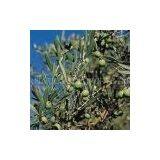 Oleanolic Acid Extract 98% Oleanolic Acid (UV-VIS) thumbnail-1