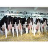 Live Diary Cows and Pregnant Holstein Heifers Cows for Sale