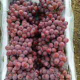 Fresh Fruit/Apple thumbnail-5