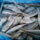 Decapterus Maruadsi Frozen Horse Mackerel