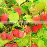 Factory UV Stabilised Agriculture Anti Bird Net/Fruit Cage Net thumbnail-4
