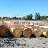 Souther Yellow Pine