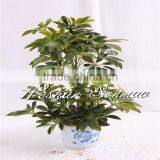 Wholesale High Quality Artificial Small Tree Bonsai for Indoor Outdoor Decoration thumbnail-2
