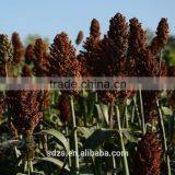 Hybrid Sorghum Seeds thumbnail-2