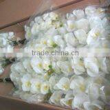 Single Real Touch Silk Phalaenopsis