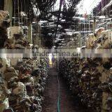 Dried Black Fungus; Champignon Noir; Mu-Err Pilze, Wood Ear Mushroom thumbnail-3