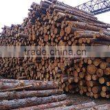 Timber Log / Sawlogs / Wood Round Logs / LARCH/BIRCH/SPRUCE/PINE READY FOR EXPORT FROM FAR EAST RUSSIAN PORTS thumbnail-3