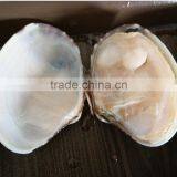 BOILED AND READY TO EAT SHORT NECKED CLAM thumbnail-1