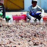 Eucheuma Cottoni With High Quality thumbnail-1