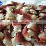 Horse Clam Foot thumbnail-1