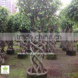 Ficus cage nursery ( topiary tree nursery) high 2.5-2.8m