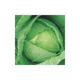 Cabbage seeds 6236