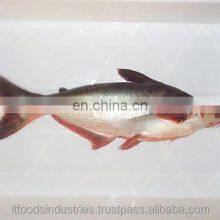Frozen Pangasius (Pangasius Hypophthalmus) thumbnail-5